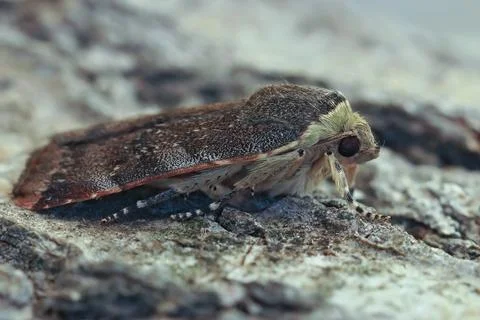 Closeup on a Lesser Broad-bordered Yellow Underwing, Noctua janthe sitting on Stock Photos