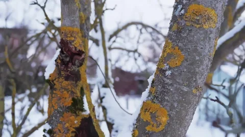 Closeup of lichen-covered tree trunks with snow and moss in a quiet rural yard 스톡 동영상 327522453