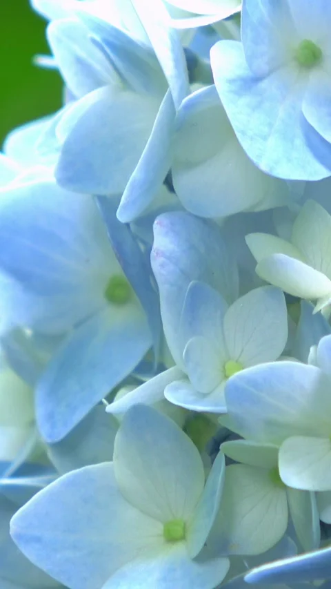 Closeup of the light blue hydrangea flower. 4K Stock Footage 335194371