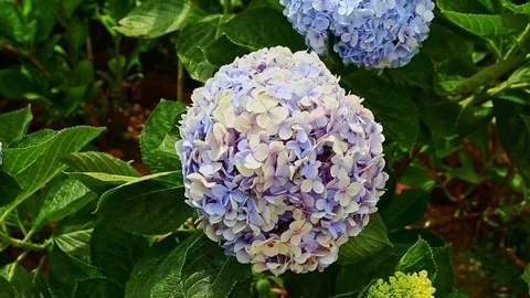 Closeup Light Blue Hydrangea Flowers among Green Leaves Stock Footage 76951237
