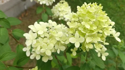 Closeup of light green hydrangea flowers Stock Footage 246817261