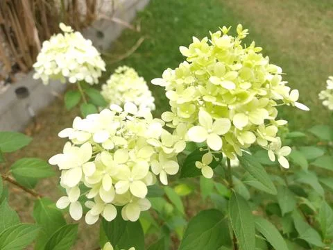 Closeup of light green hydrangea flowers Foto stock