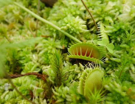 Closeup of a light green the Venus Flytrap plant Foto stock