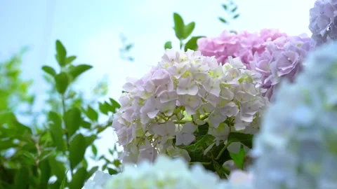 Closeup of light pink and white hydrangeas with green leaves and a blue sky Video stock 341926609