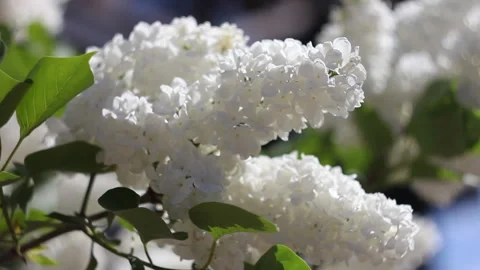 Closeup lilac blooming on a tree branch. Nature on spring. Video stock 131056955