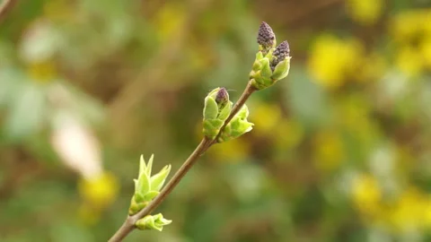 Closeup of lilac buds branch in spring Stock Footage 237259077