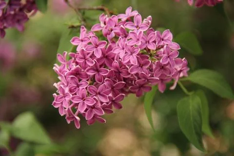 Closeup of lilac flower in spring Stock Photos