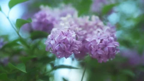 Closeup Of Lilac Flowers	 Stock Footage 231495082