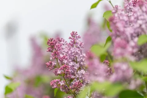 Closeup lilac inflorescence with clear structure and delicate petals, scienti Stock Photos