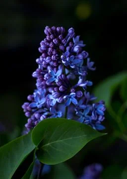 Closeup lilac. Pattern texture of leaves. Plants texture for designers. Plant Stock Photos