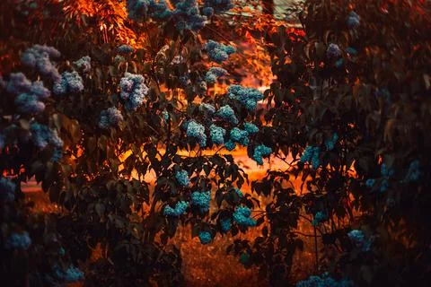 Closeup lilac. Pattern texture of leaves. Plants texture for designers. Plant Stock Photos