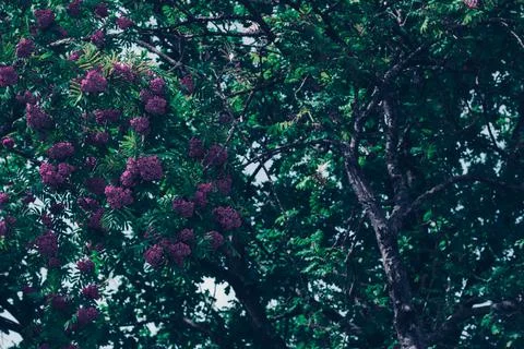 Closeup lilac. Pattern texture of leaves. Plants texture for designers. Plant Stock Photos