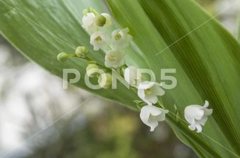 Closeup of lily of the valley in the forest Stock Photos