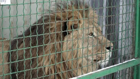 Closeup of lion in the cage in the zoo Video stock 73328565