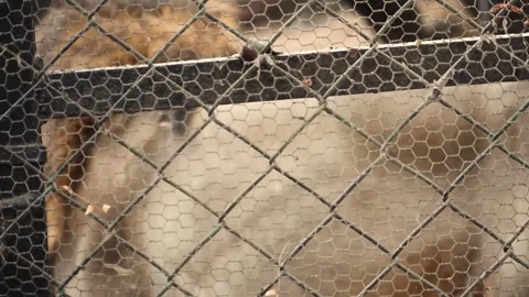 Closeup of a lion cage in the zoo. Stock Footage 341348458