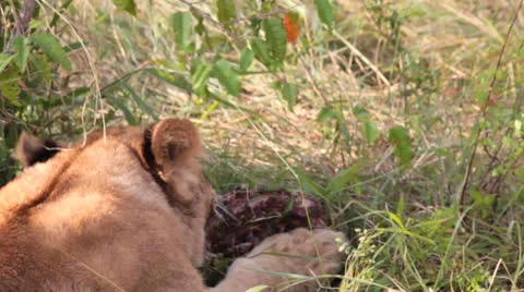 Closeup of Lion Cub on Kill Stock Footage 25672988