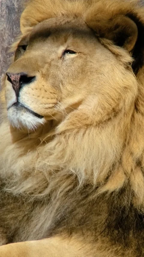 Closeup Lion Lying Ground Vertical Video Stockbeeldmateriaal 334872276