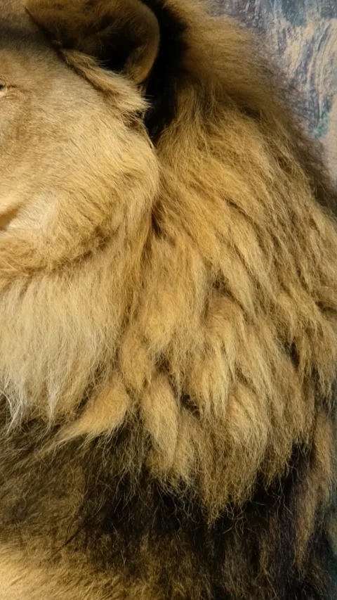 Closeup Lion Lying Ground Vertical Video Stock Footage 334884829