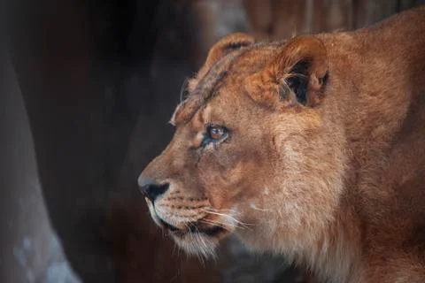 Closeup of a lion Stock Photos