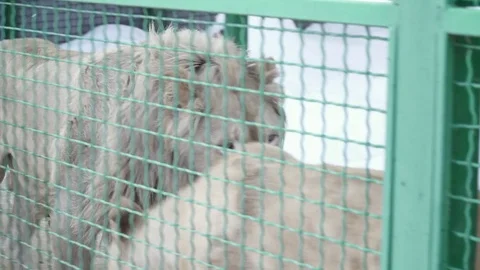 Closeup of lion walking in the cage Stock Footage 73323827