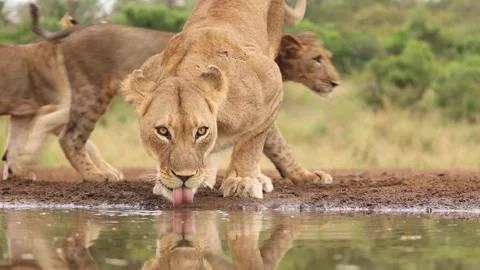 Closeup of a lioness and two cubs drinking at eye level at a waterhole in Stock Footage 217423365