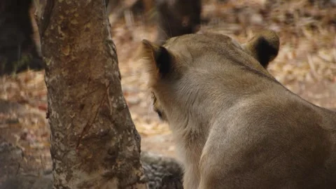 Closeup of lioness in the dry forest. Stock Footage 341347985