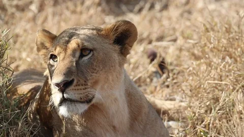 Closeup Lioness With Flies on Face Stock Footage 104988976