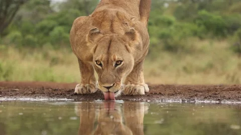 Closeup of a lioness lapping water at a hide in Zimanga, South Africa. Vidéo 217423499