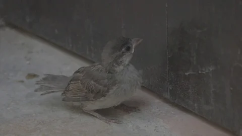 Closeup on little bird Video stock 79539441