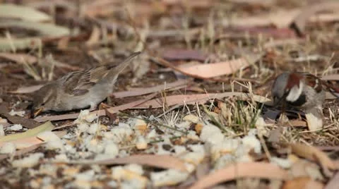 Closeup of little brown sparrows Stock-Footage 11895435