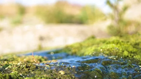 Closeup of little country stream with algae low angle Video stock 71816587
