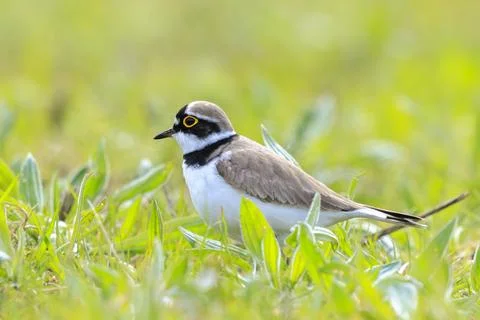 Closeup of a Little ringed plover, Charadrius dubius, foraging Stock Photos