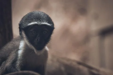 Closeup of a little Roloway monkey (Cercopithecus roloway) with blurred Stock Photos