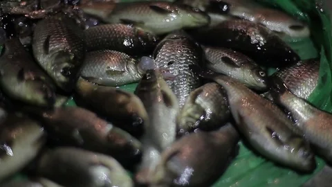 Closeup of live fish is in the pack and breathes with gills Video stock 71926036