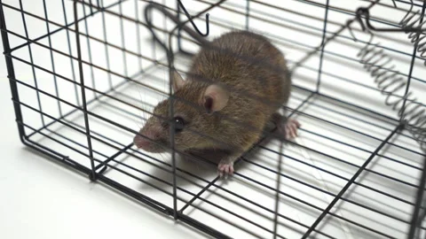 Closeup Live Rat Stare from Wire Cage Trap for Pest Control and Vermin Removal Stock Footage 335281432
