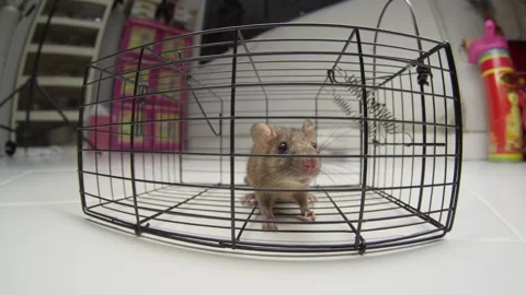 Closeup Live Rat Trapped in Wire Cage Pest Control and Vermin Removal Behavior Vidéo 335280667