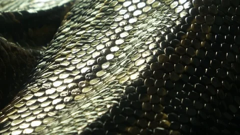 Closeup of the living Burmese python skin, Python bivittatus. 4K Vidéo 114340534