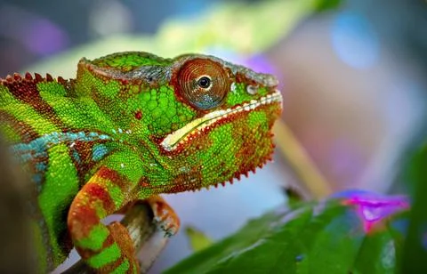 Closeup lizard chameleon Stock Photos
