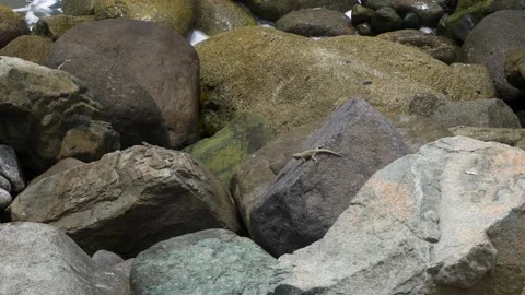Closeup of a lizard chasing another running and jumping from one rock to another Stock Footage 193061390