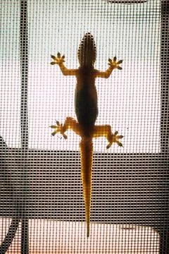 Closeup lizard crawling on the mosquito screen window Stock Photos