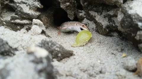 Closeup of a lizard feeds with a grape on the beach Video stock 94806116