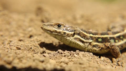 Closeup a lizard head. Camouflaged lizard, Reptile Sunbathing. It's called skink Stock Footage 154107545
