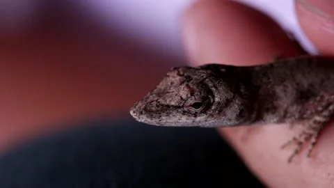 Closeup of a lizard head Stock-Footage 139128102