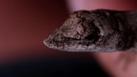 Closeup of a lizard head Vídeos de archivo 139128106