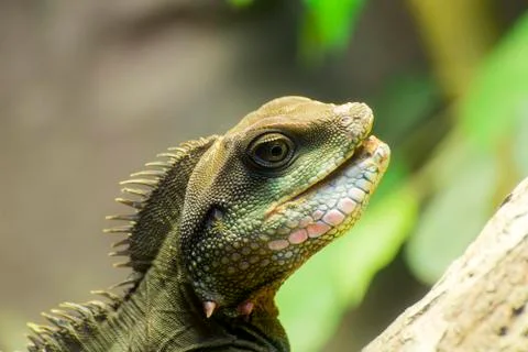 Closeup of lizard head Stock Photos