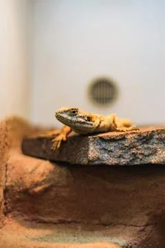 Closeup of a lizard macro portrait, wild animal Stock Photos