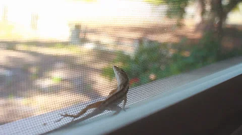 Closeup lizard perched on a windowsill Stock Footage 35753428