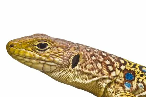 Closeup from a lizard. Stock Photos