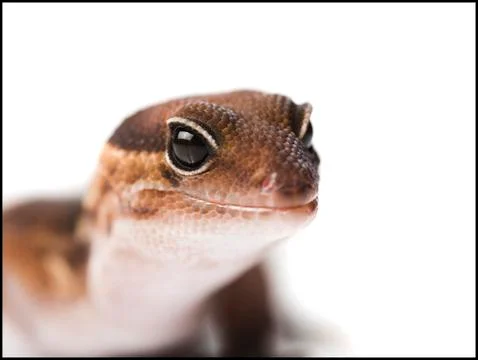 Closeup of lizard Stock Photos