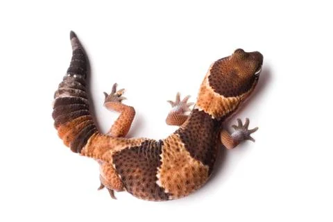 Closeup of lizard Stock Photos